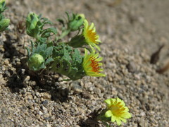 Chaetanthera flabellata