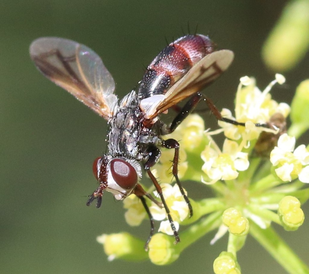 Cylindromyia nana