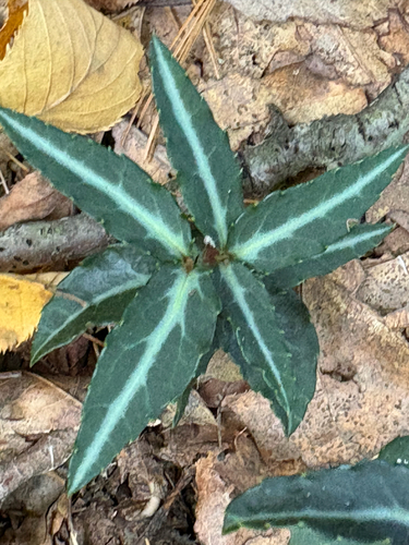 striped wintergreen