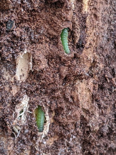 Green alder sawfly