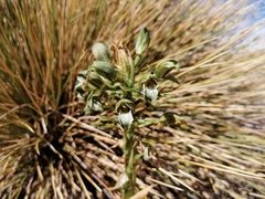 Chloraea cylindrostachya