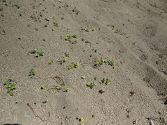 Chaetanthera flabellata