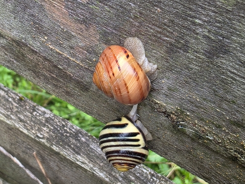 Brown-lipped Snail