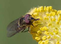 Parasyrphus genualis