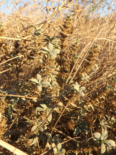 Marrubium peregrinum observed 2026-10-02