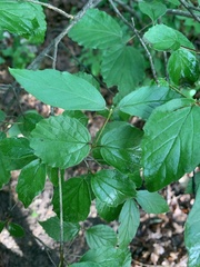 Viburnum
