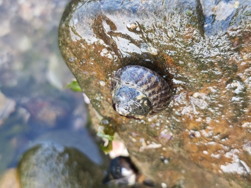 Tegula rustica observed 2026-10-10