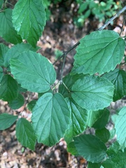Viburnum