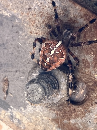 Cross Orbweaver