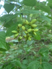 Viburnum