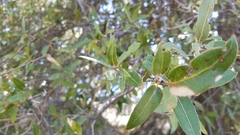 Quercus peninsularis