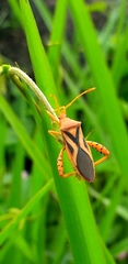 Crinocerus sanctus