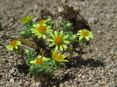 Chaetanthera flabellata