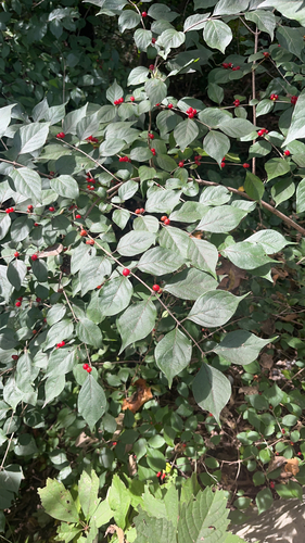 Amur honeysuckle