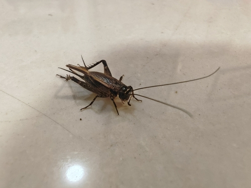 Loxoblemmus equestris