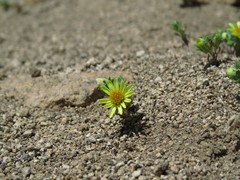 Chaetanthera flabellata