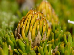 Dracophyllum muscoides