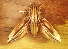Xylophanes thyelia