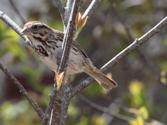 Melospiza melodia image