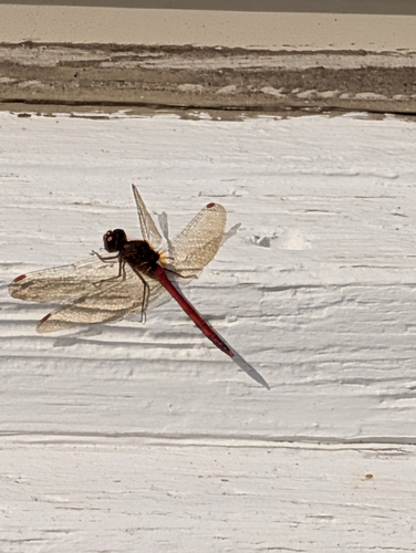 Autumn Meadowhawk