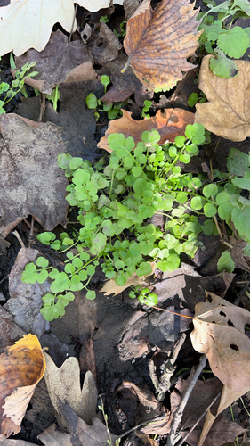 Cardamine pensylvanica observed 2026-10-10