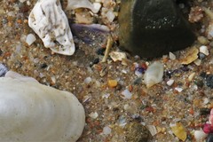 Austroginella translucida