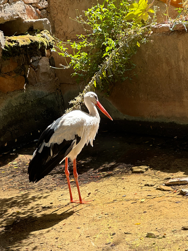 European White Stork