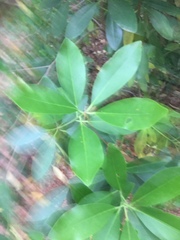 Cartrema americana