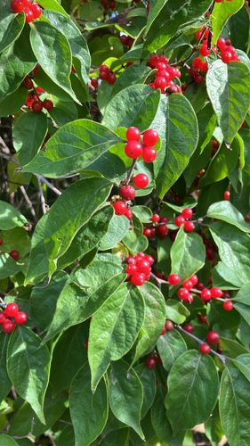 Amur honeysuckle