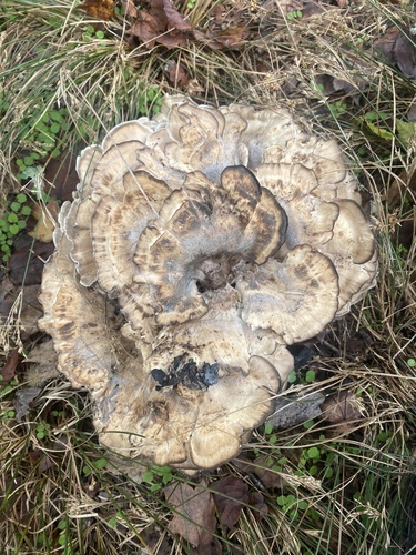 Black-staining Polypore