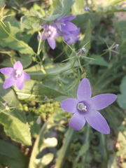 Campanula lusitanica
