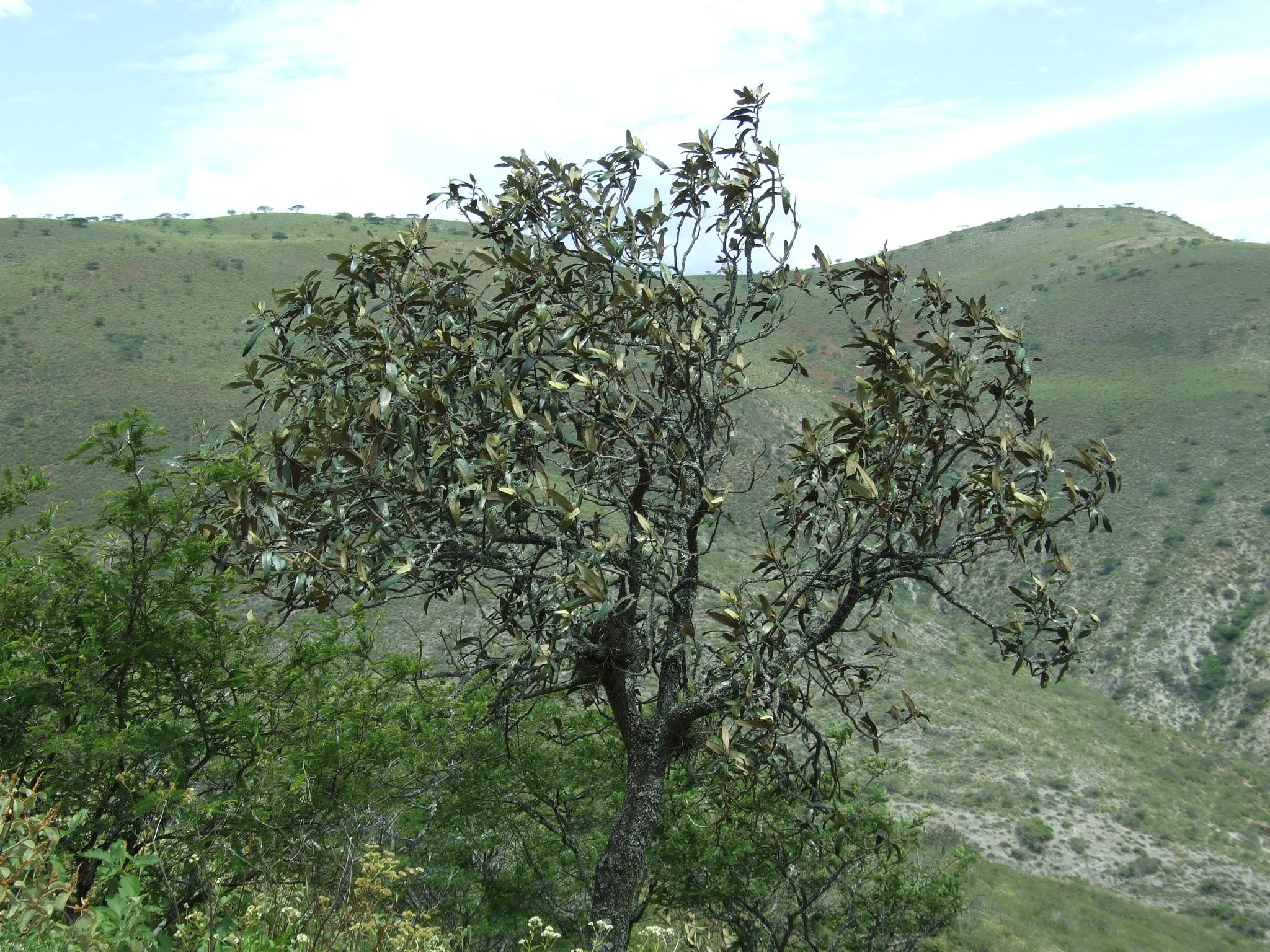 Capparaceae image