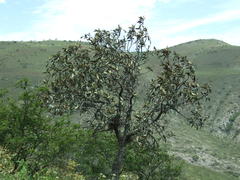 Colicodendron scabridum image