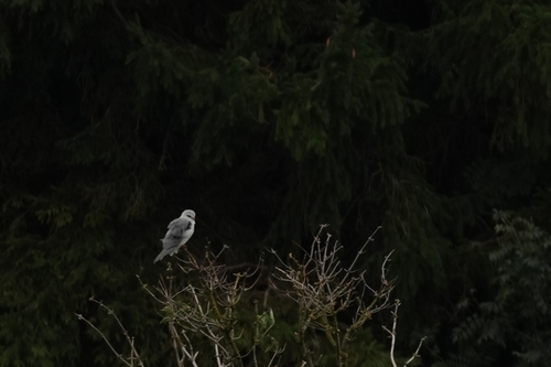 Black-winged Kite