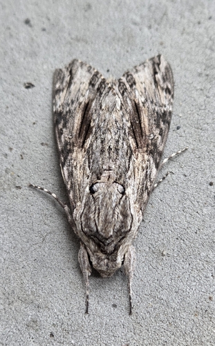 Convolvulus Hawkmoth