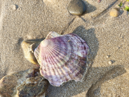 Mizuhopecten yessoensis observed 2026-10-10