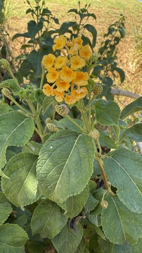 common lantana