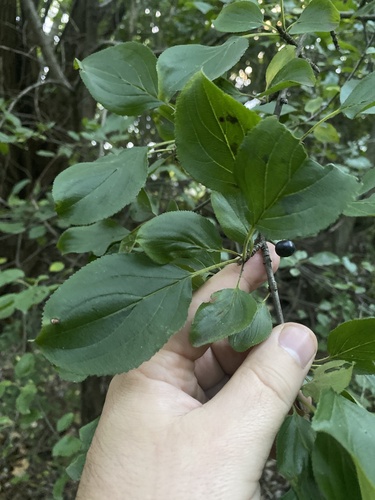common buckthorn