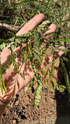 honey locust