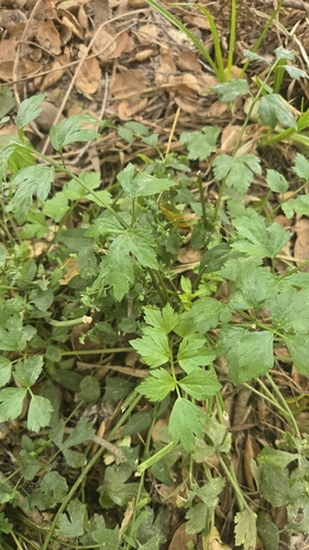 Apium graveolens observed 2026-10-10