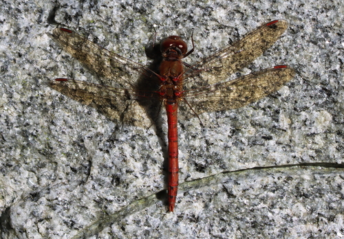 Common Darter