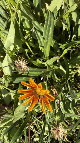 Garden Treasure Flower