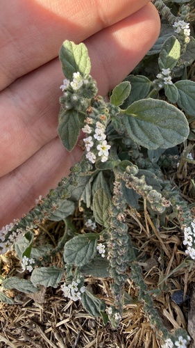European heliotrope