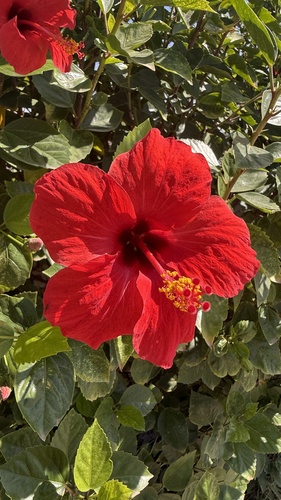 Tricolor Hibiscus