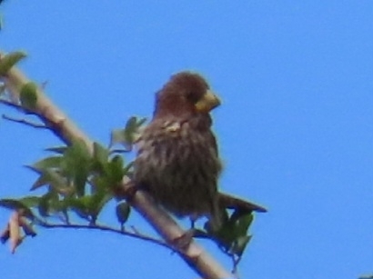 iNaturalist image
