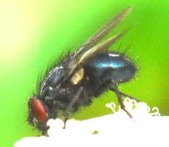 Protocalliphora azurea