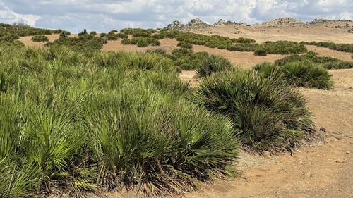 Mediterranean fan palm