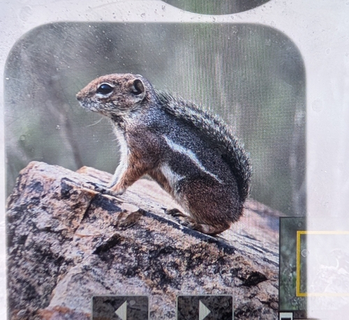 Harris' Antelope Squirrel observed by rafeememon