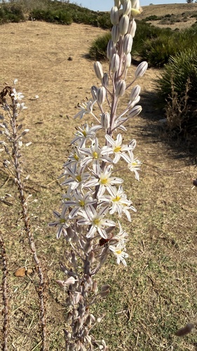 sea squill