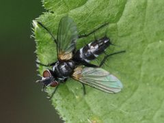 Phyllomya volvulus